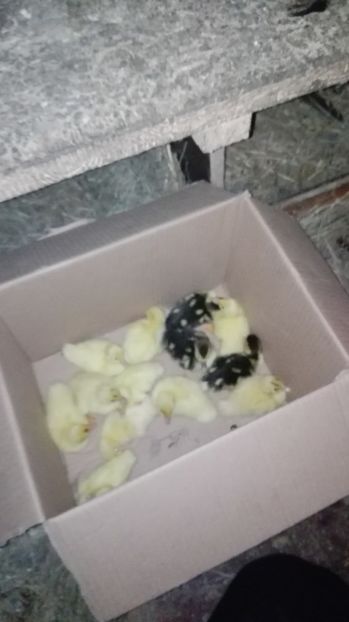  - ratele mele lesesti 2