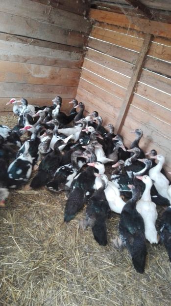  - ratele mele lesesti 2