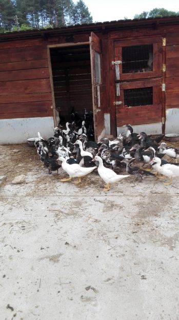  - ratele mele lesesti 2