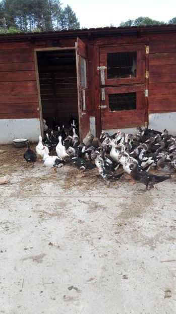  - ratele mele lesesti 2