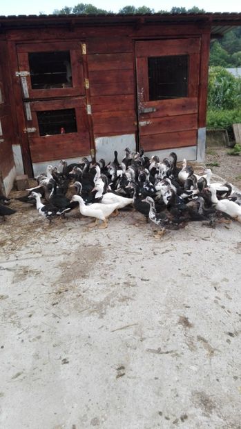  - ratele mele lesesti 2