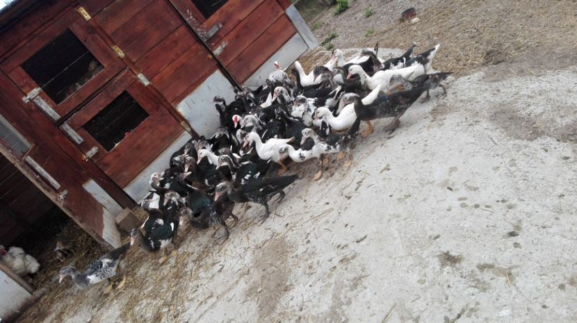  - ratele mele lesesti 2