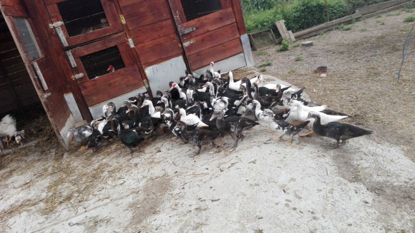  - ratele mele lesesti 2