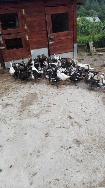  - ratele mele lesesti 2