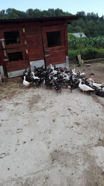  - ratele mele lesesti 2