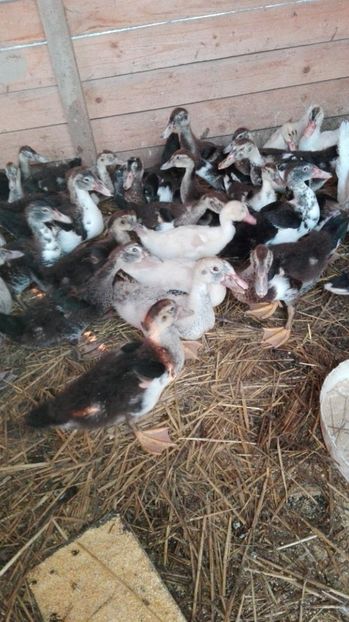  - ratele mele lesesti 2