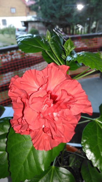 Acelasi - Hibiscus