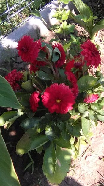  - FLORI GRADINA DE VIS 2017