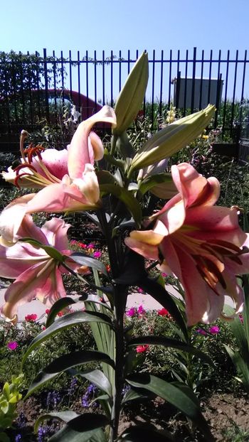 Crin imperial - FLORI GRADINA DE VIS 2017