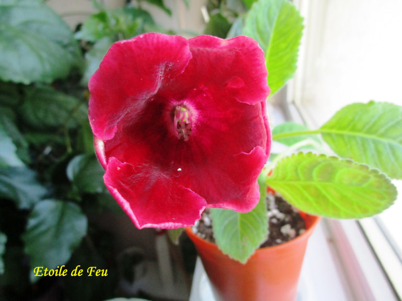 Etoile de Feu(14-07-2017) - Gloxinii 2017