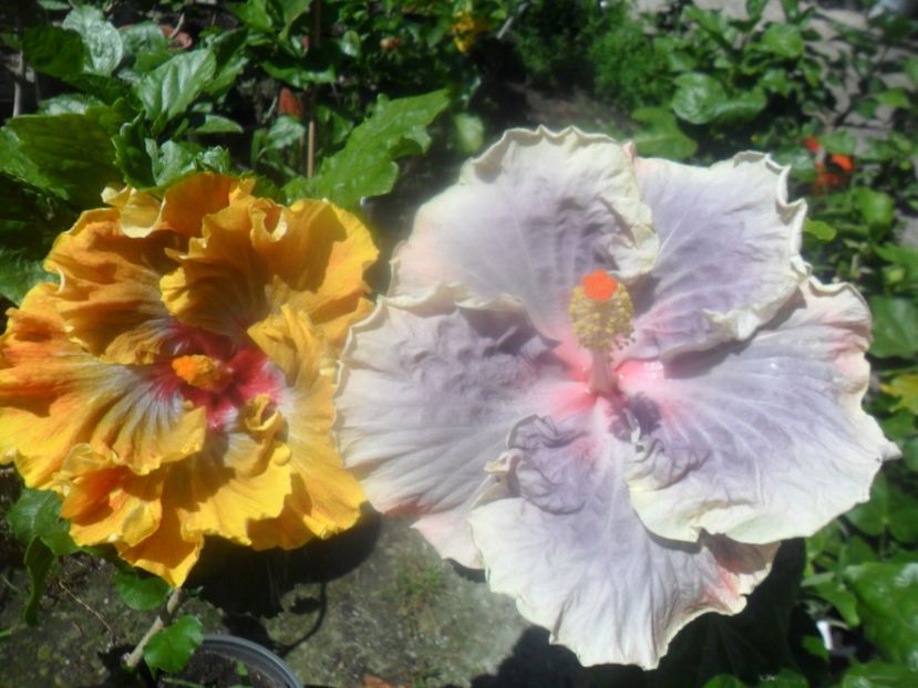  - hibiscusi 2017 3