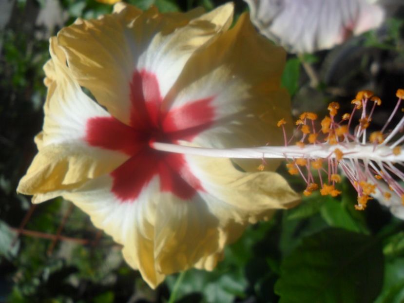  - hibiscusi 2017 3