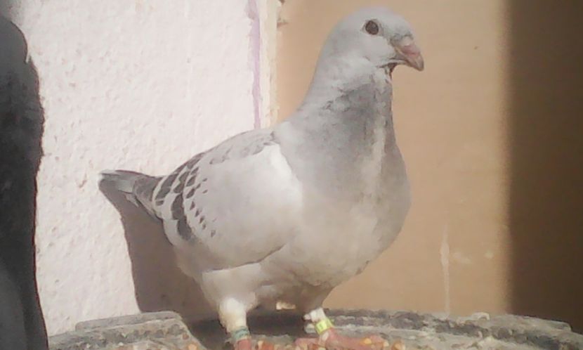 F2017 - PUII 2017 DIN LA FABRICA