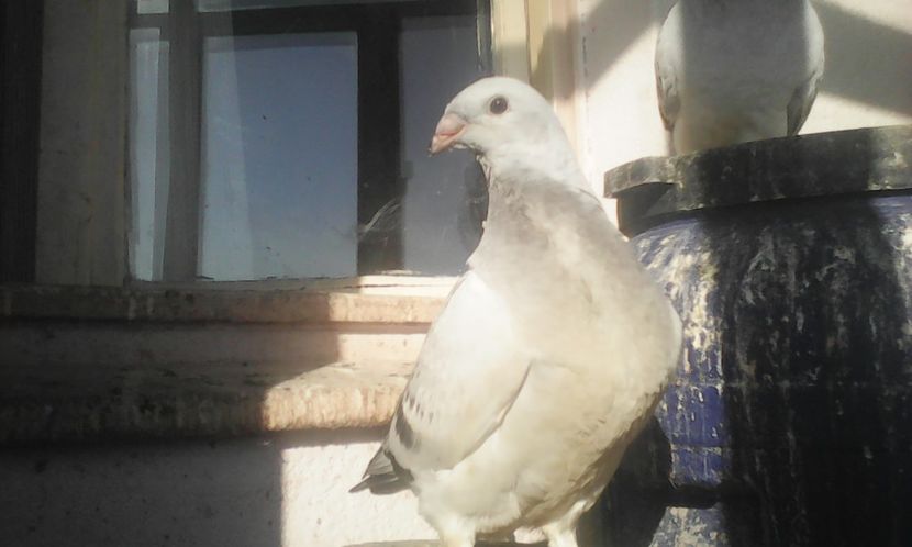  - PUII 2017 DIN LA FABRICA