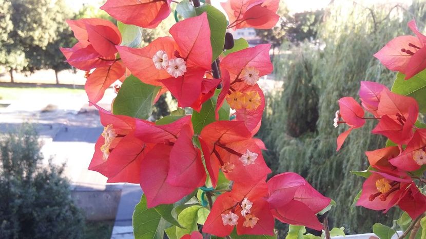  - BOUGAINVILLEA 2017