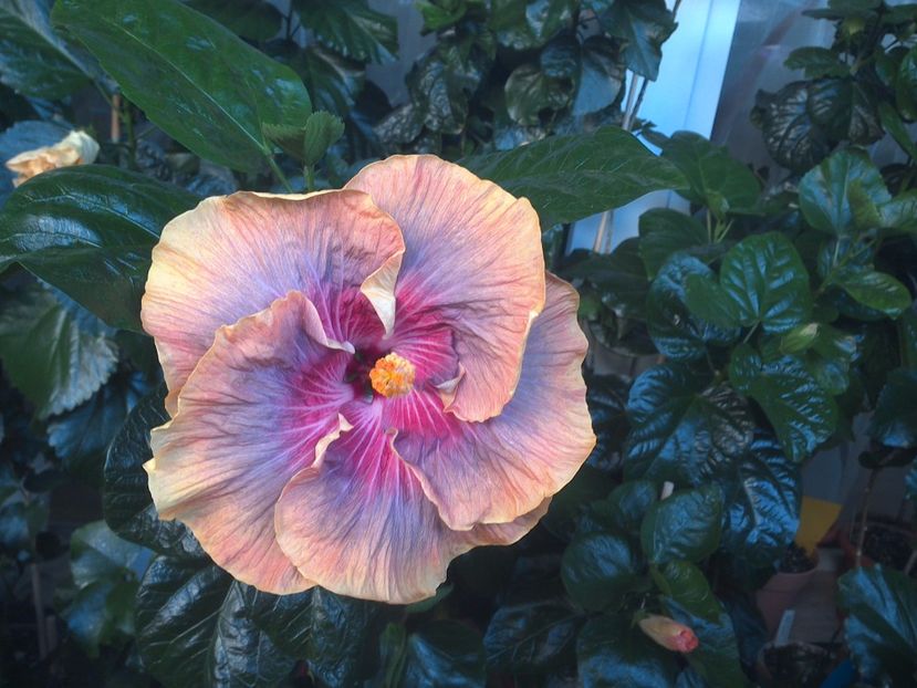 WIN_20170714_061555 - Tahitian Purple Ripple