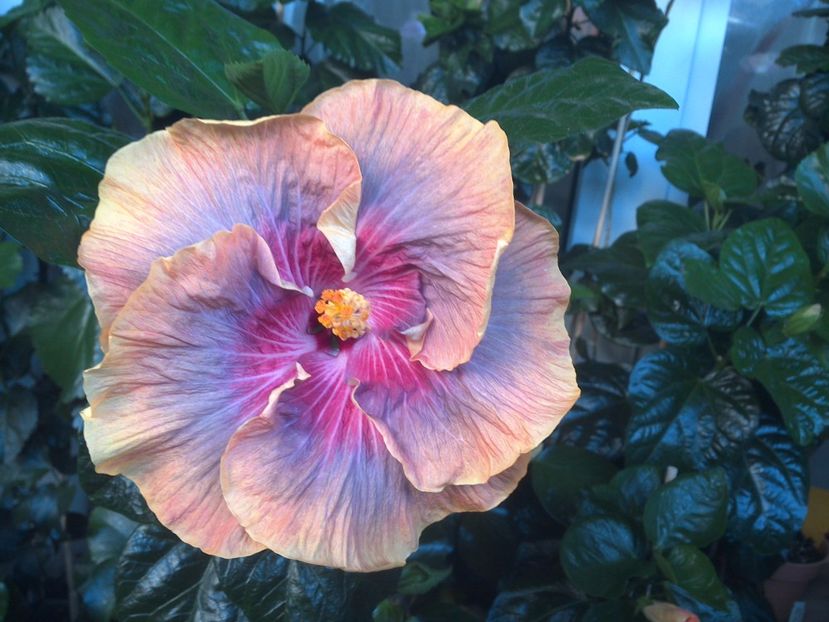 WIN_20170714_061601 - Tahitian Purple Ripple