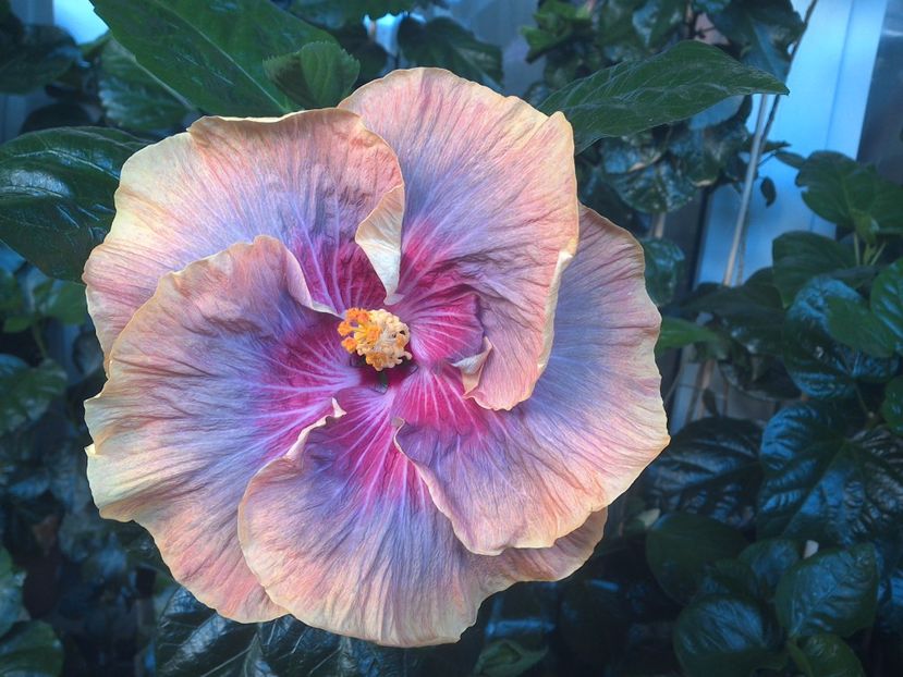 WIN_20170714_061605 - Tahitian Purple Ripple