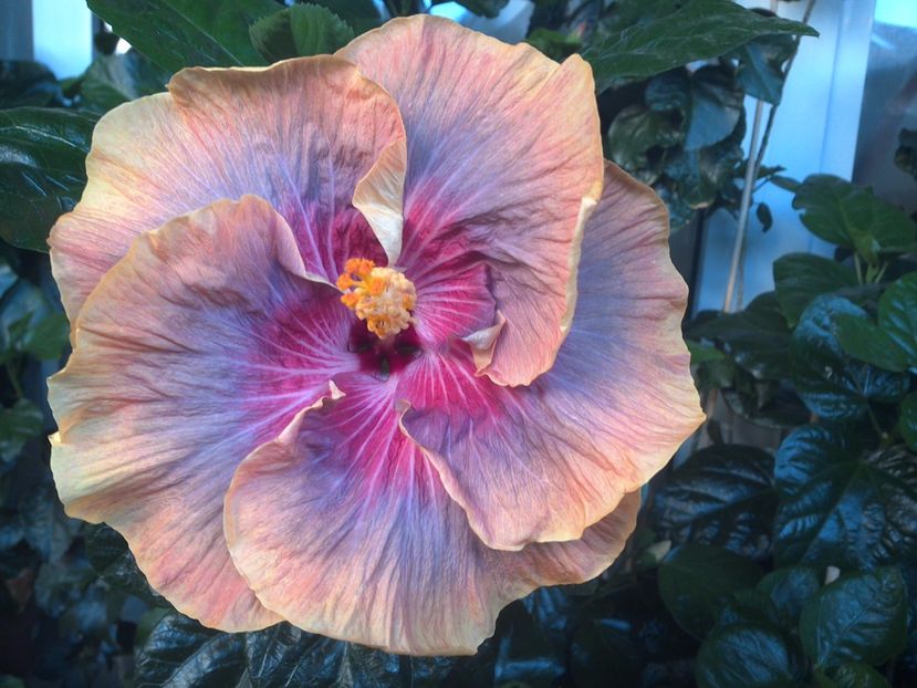 WIN_20170714_061608 - Tahitian Purple Ripple