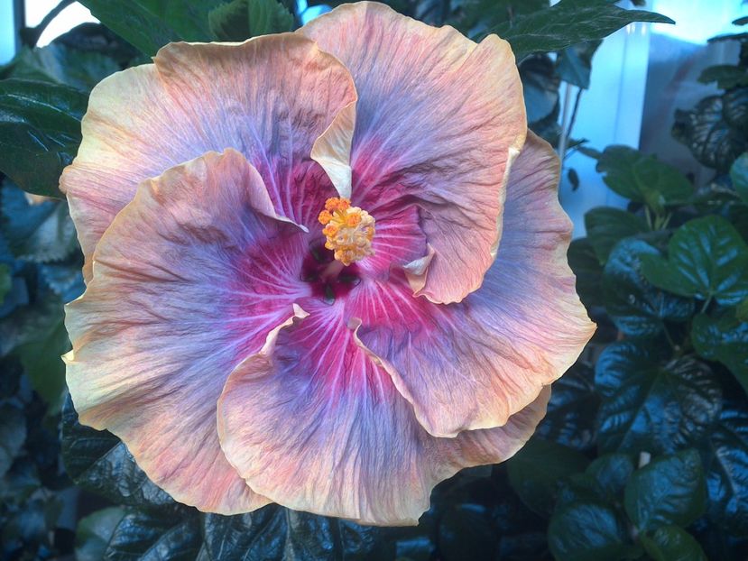 WIN_20170714_061612 - Tahitian Purple Ripple