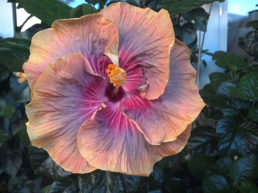 WIN_20170714_061623 - Tahitian Purple Ripple