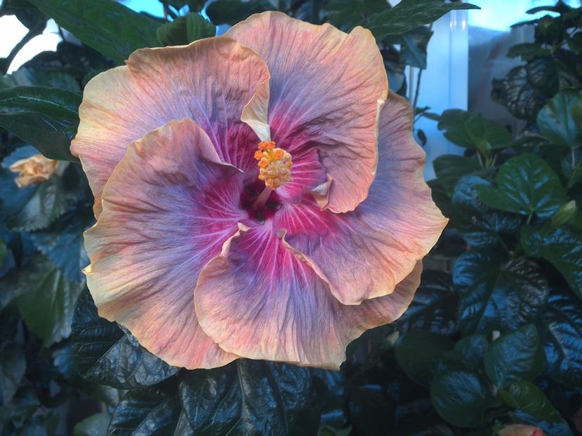 WIN_20170714_061631 - Tahitian Purple Ripple