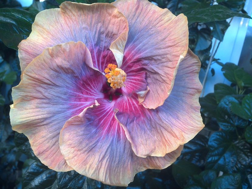 WIN_20170714_061653 - Tahitian Purple Ripple