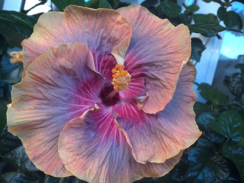 WIN_20170714_061700 - Tahitian Purple Ripple