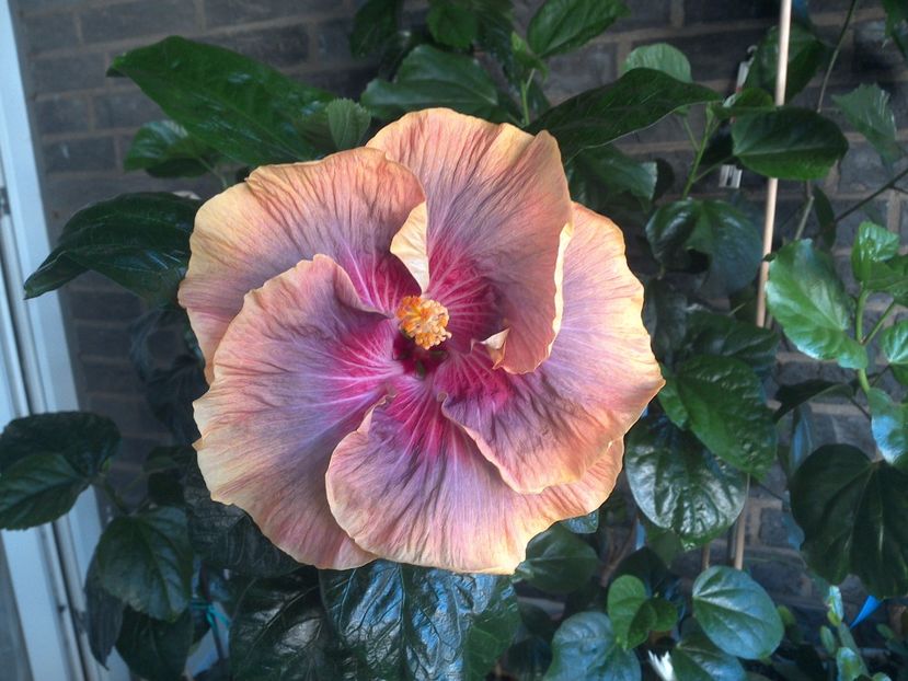 WIN_20170714_061740 - Tahitian Purple Ripple