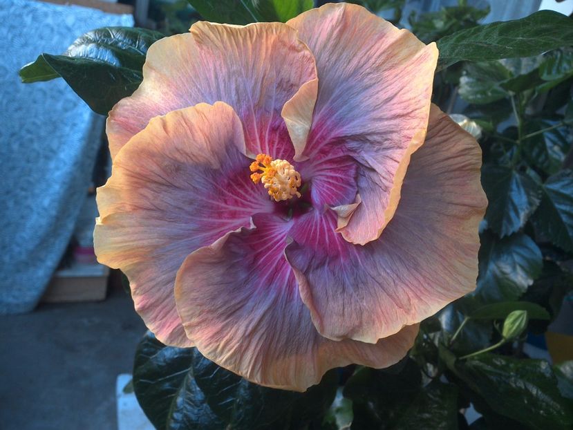 WIN_20170714_061838 - Tahitian Purple Ripple