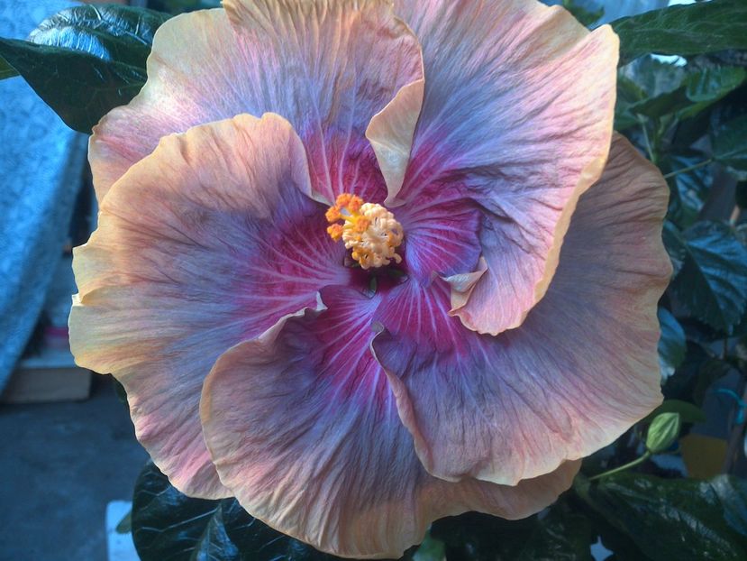 WIN_20170714_061841 - Tahitian Purple Ripple