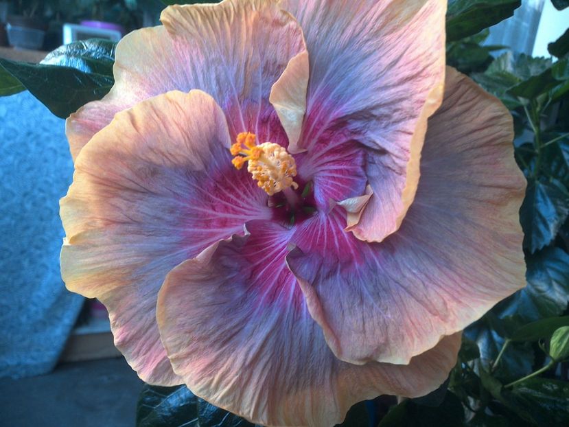 WIN_20170714_061850 - Tahitian Purple Ripple