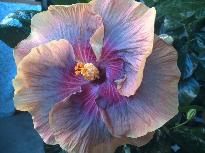 WIN_20170714_061853 - Tahitian Purple Ripple