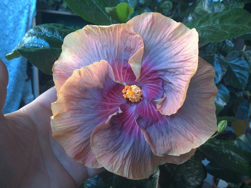 WIN_20170714_061957 - Tahitian Purple Ripple