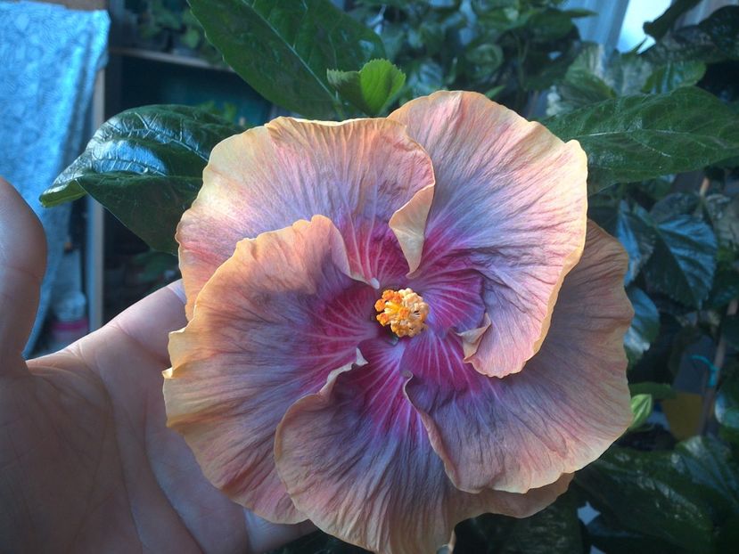 WIN_20170714_062000 - Tahitian Purple Ripple