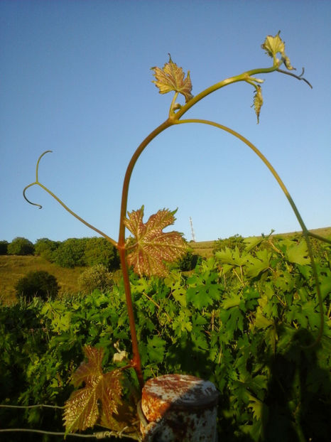 Lastar Calina - CALINA