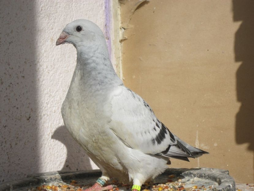 ARENA F2017 - PUII 2017 DIN LA FABRICA