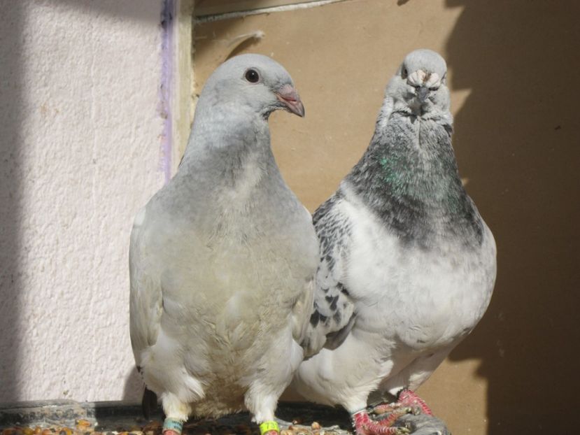 ARENA SI TATAL EI PORSCHE - PUII 2017 DIN LA FABRICA