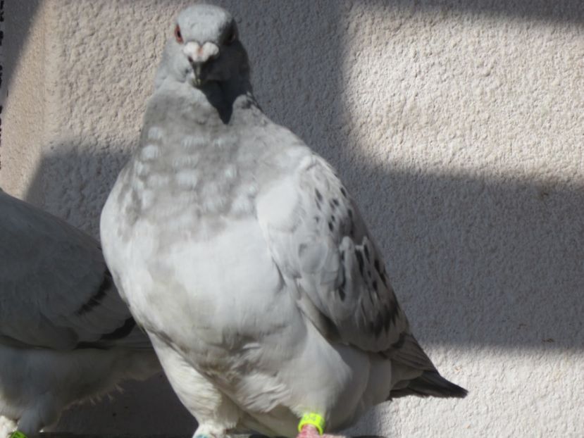 F2017 TOT FIICA PORSCHE - PUII 2017 DIN LA FABRICA