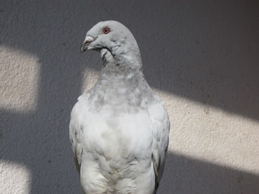 EXTASY - PUII 2017 DIN LA FABRICA