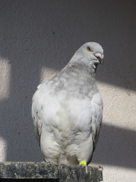  - PUII 2017 DIN LA FABRICA