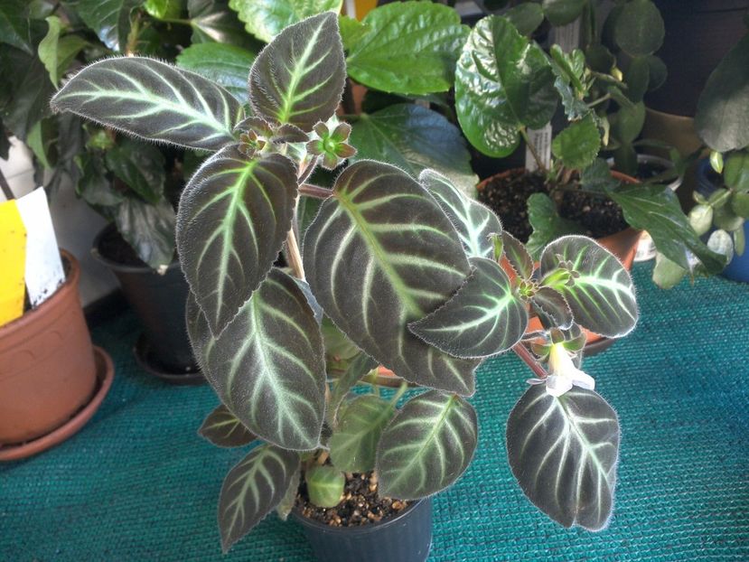 Gloxinella Lindeniana - gesneriacee