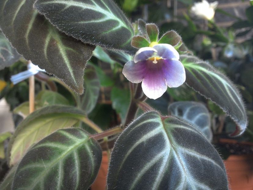 WIN_20170714_074959 - gesneriacee