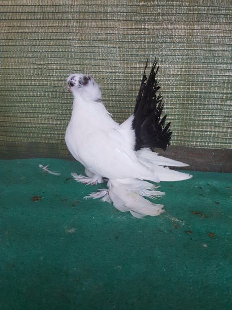 Femela 2017 - REDISTRIBUIRE