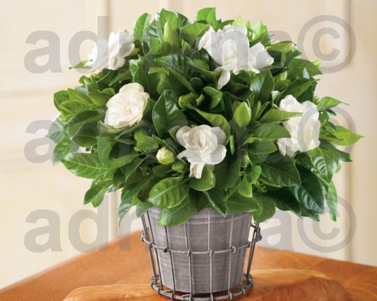 Gardenia Jasminoides_2 - Gardenia Jasminoides