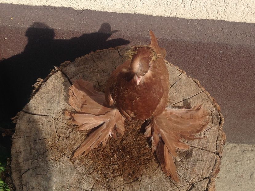 Ceva frumos pe final - Pui 2017