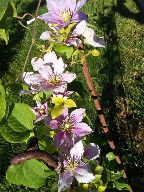  - 2017 clematis
