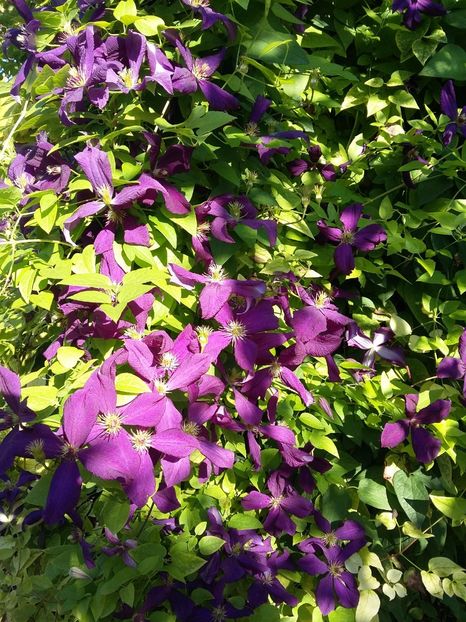  - 2017 clematis