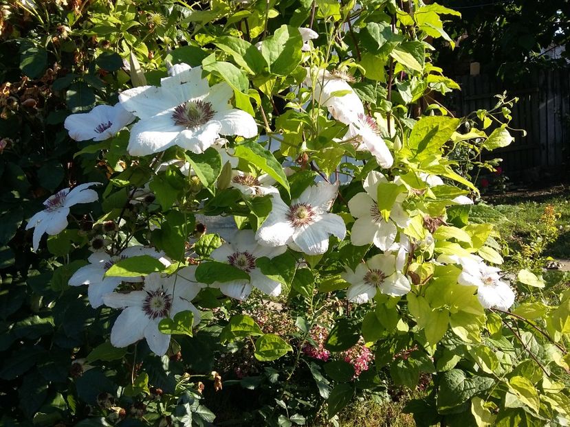  - 2017 clematis