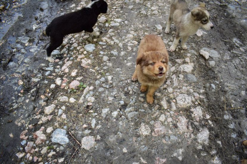 Hauuu :)) - Photo 08 - Vara